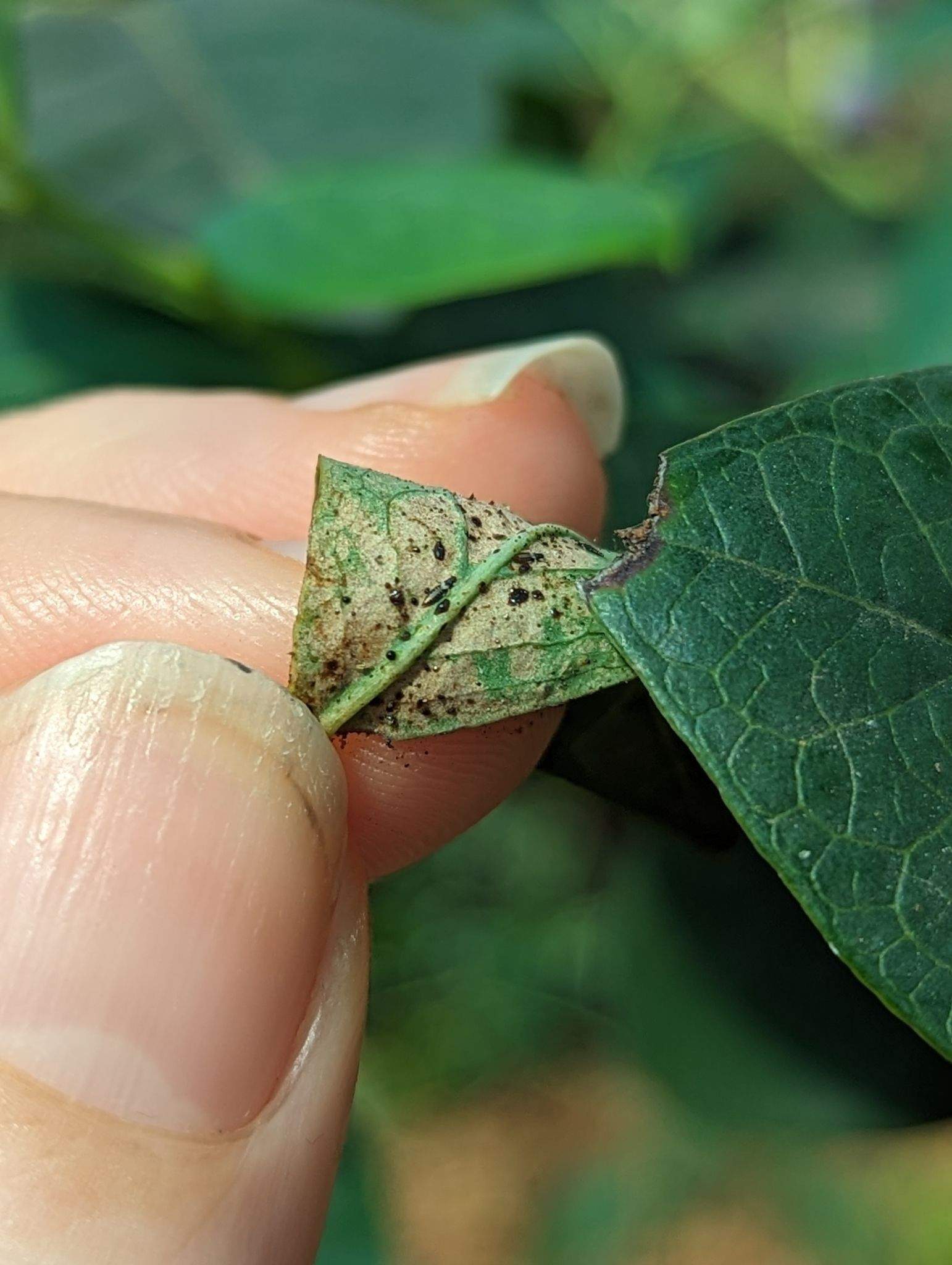 Thrips imaginis