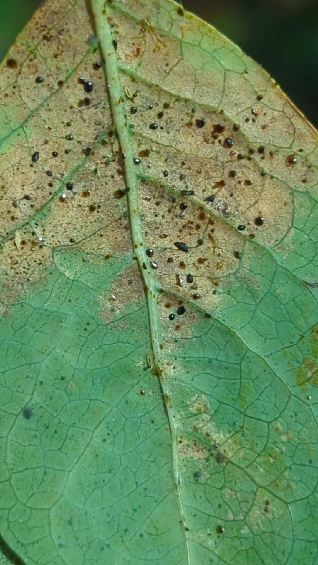 Thrips imaginis