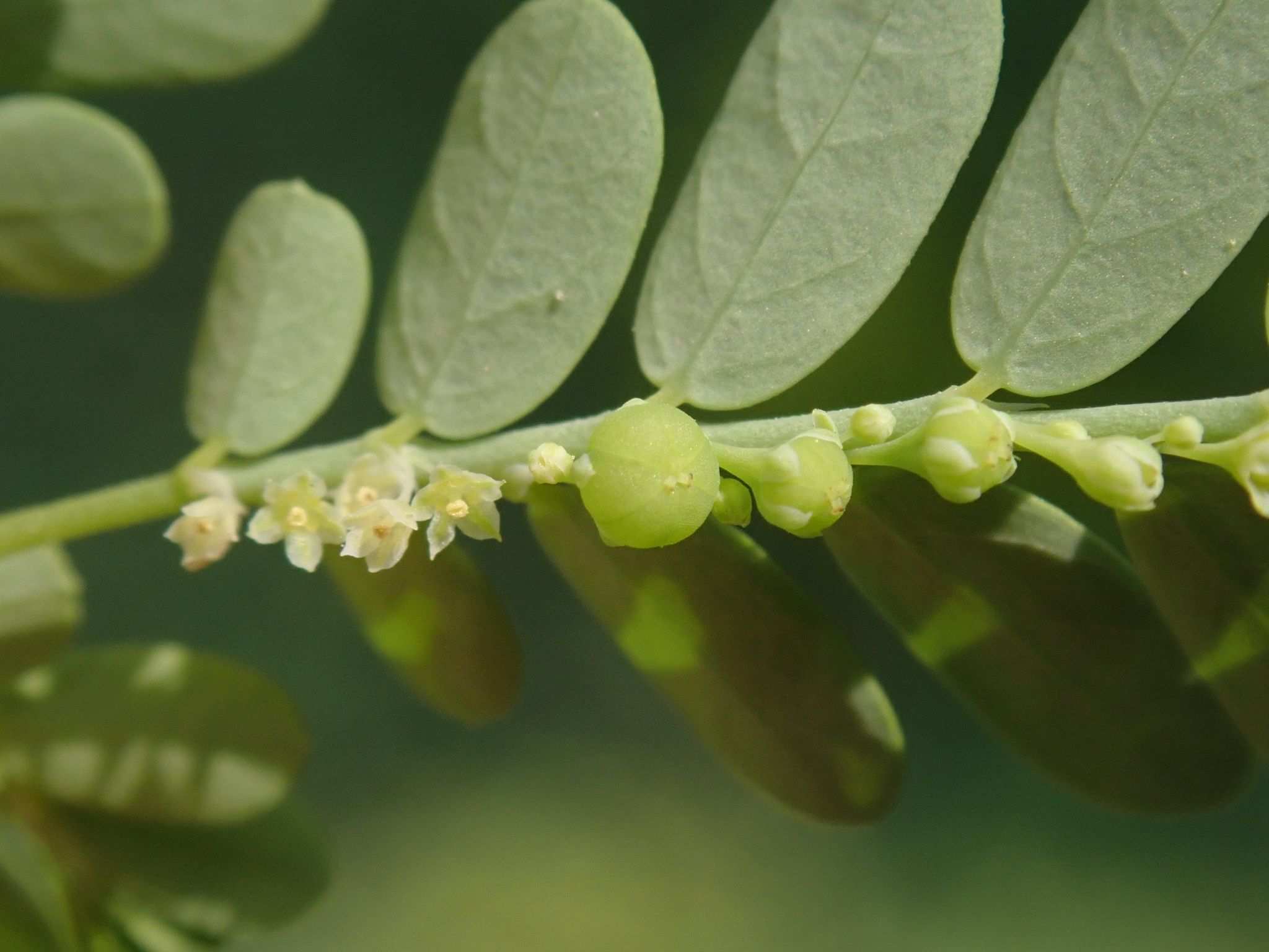 Moeroris amara