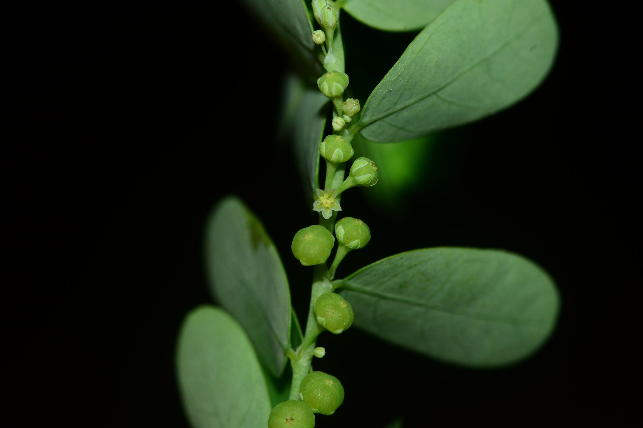 Moeroris amara