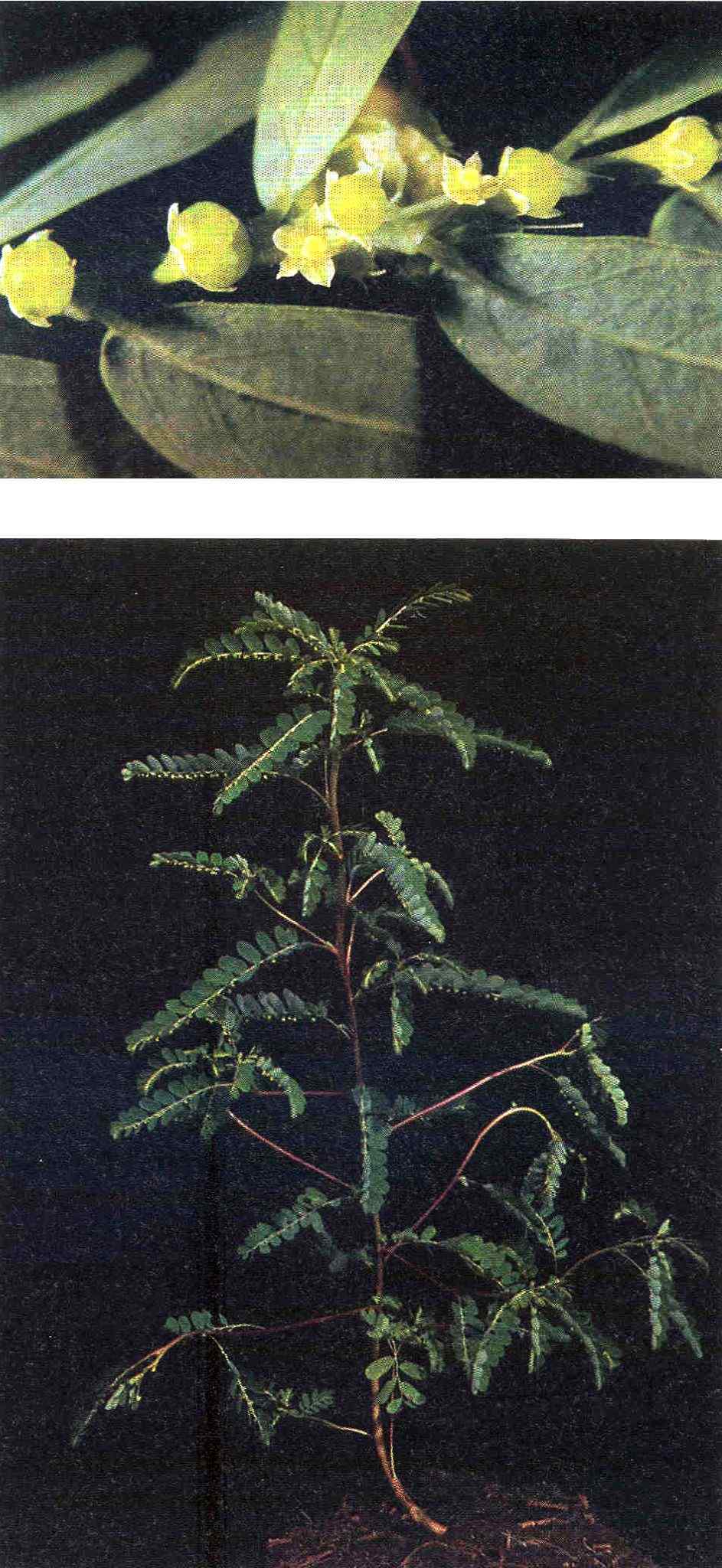 Moeroris amara