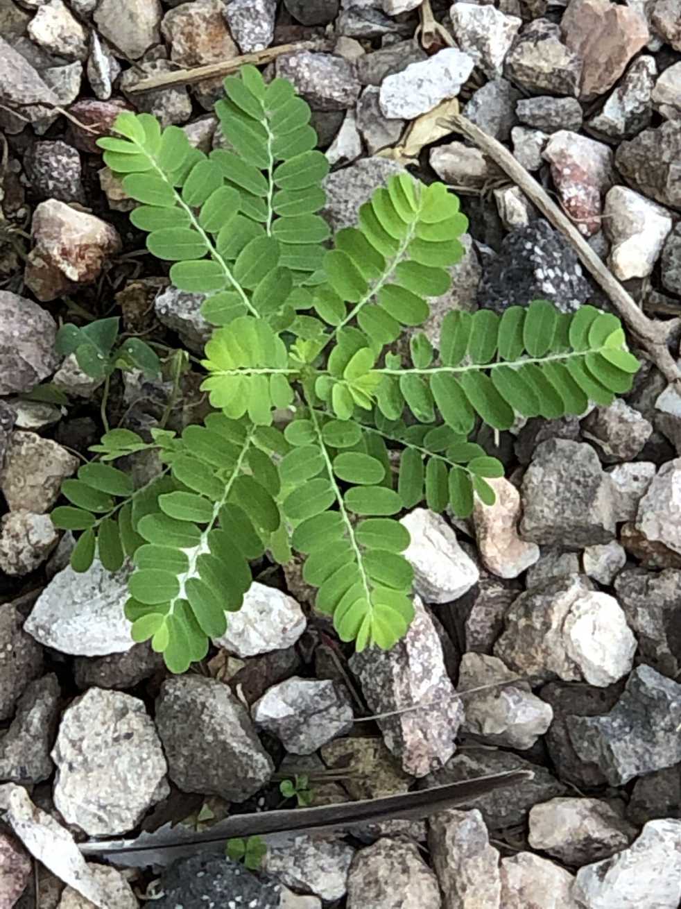Moeroris amara