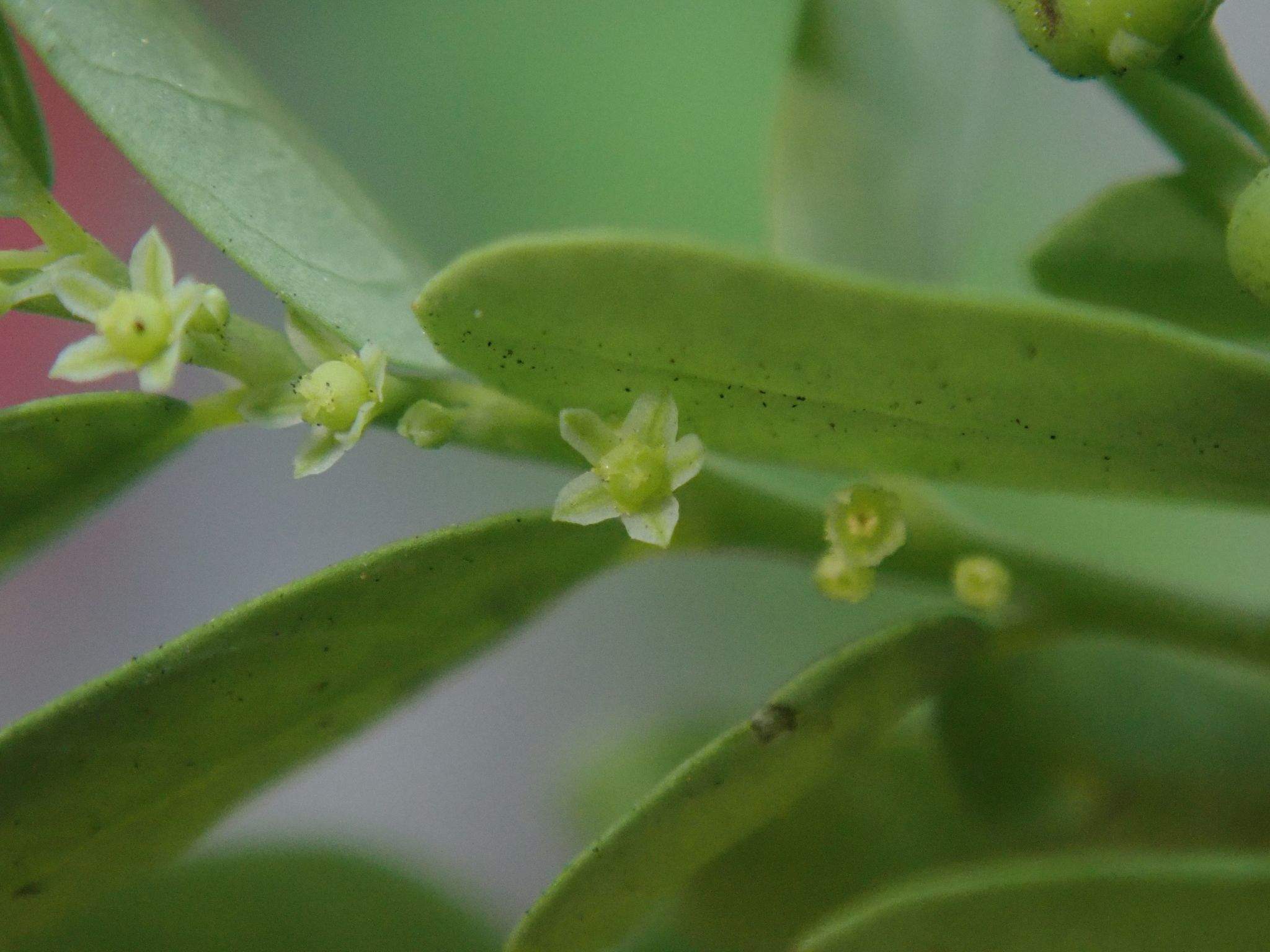 Moeroris amara