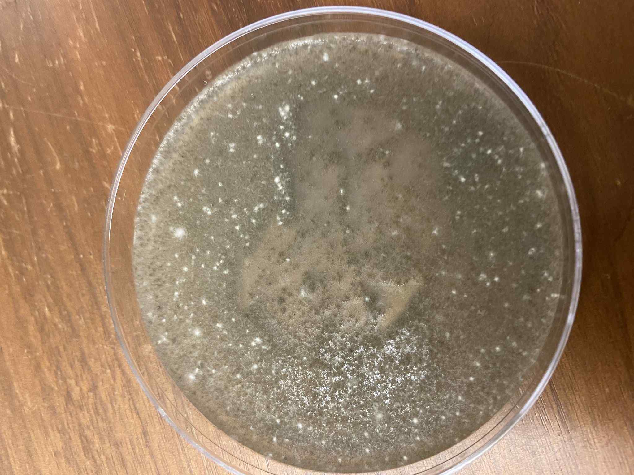 Cercospora janseana