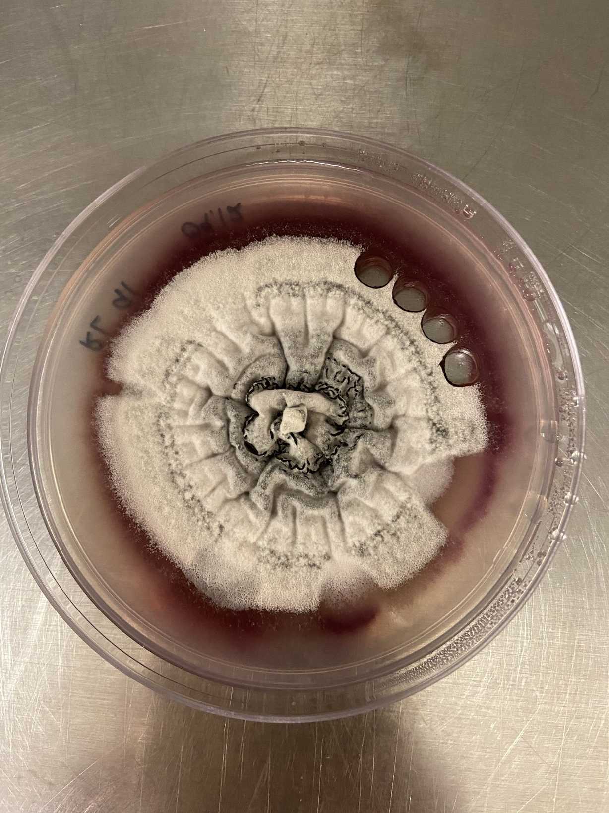 Cercospora janseana