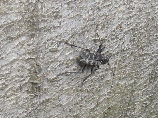 Rusticoclytus rusticus