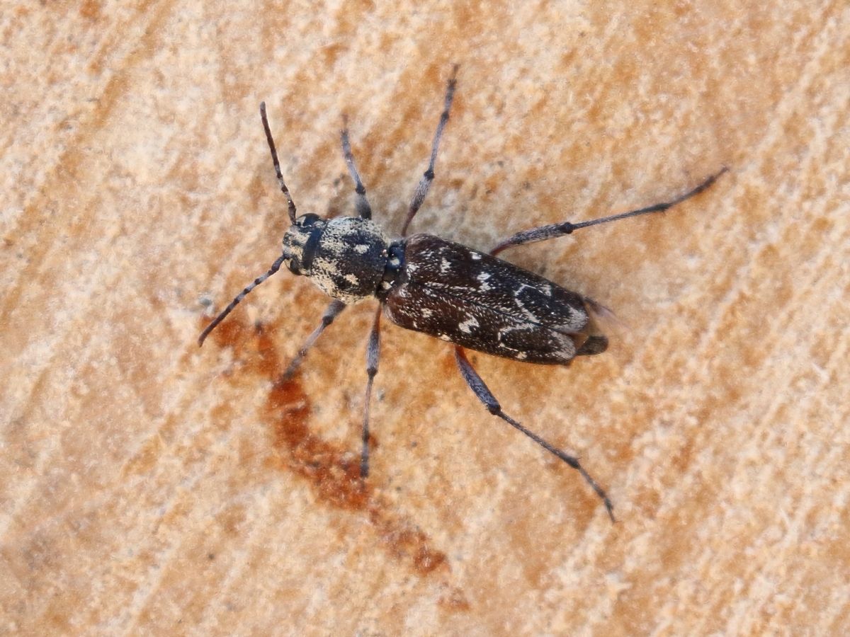 Rusticoclytus rusticus