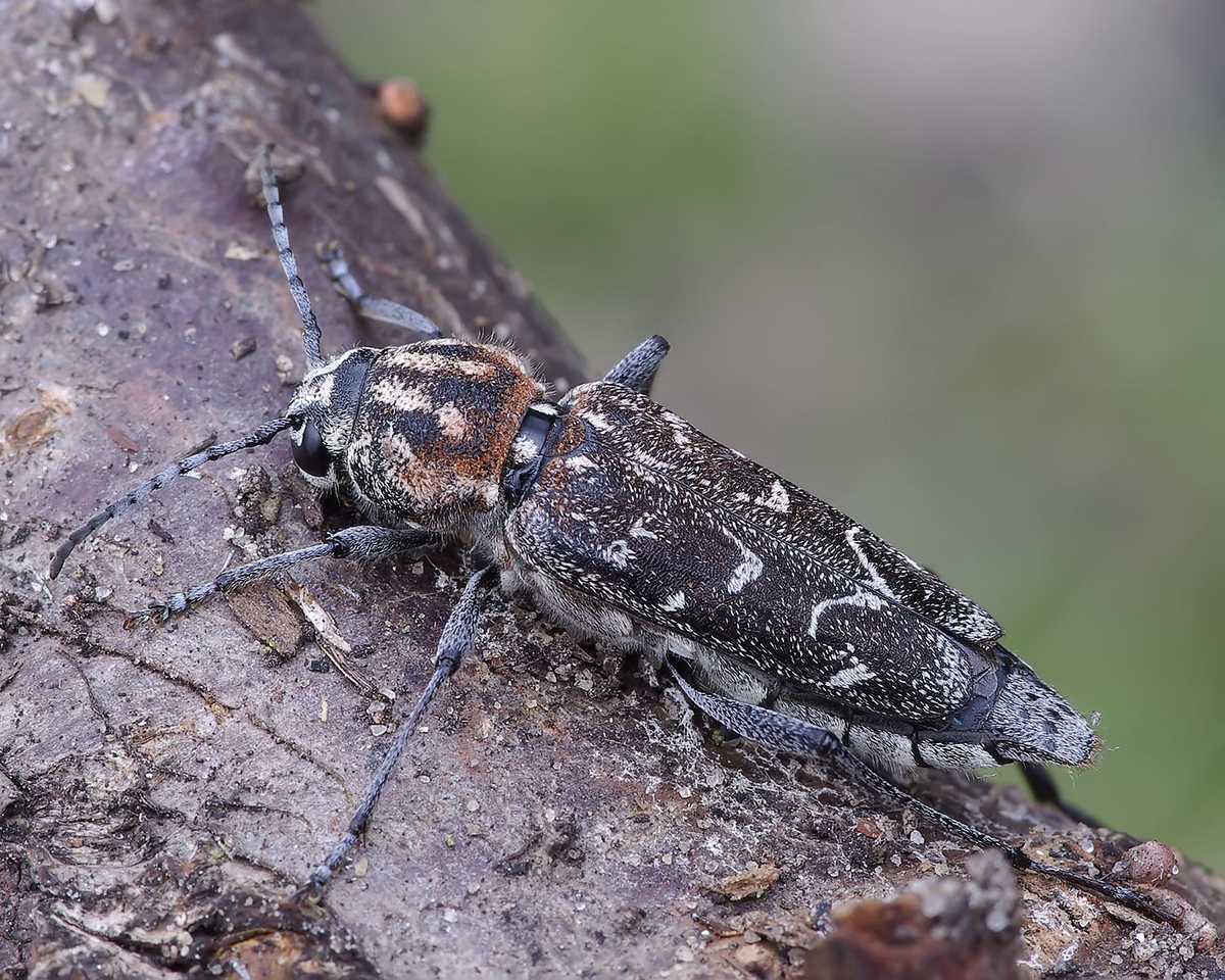 Rusticoclytus rusticus