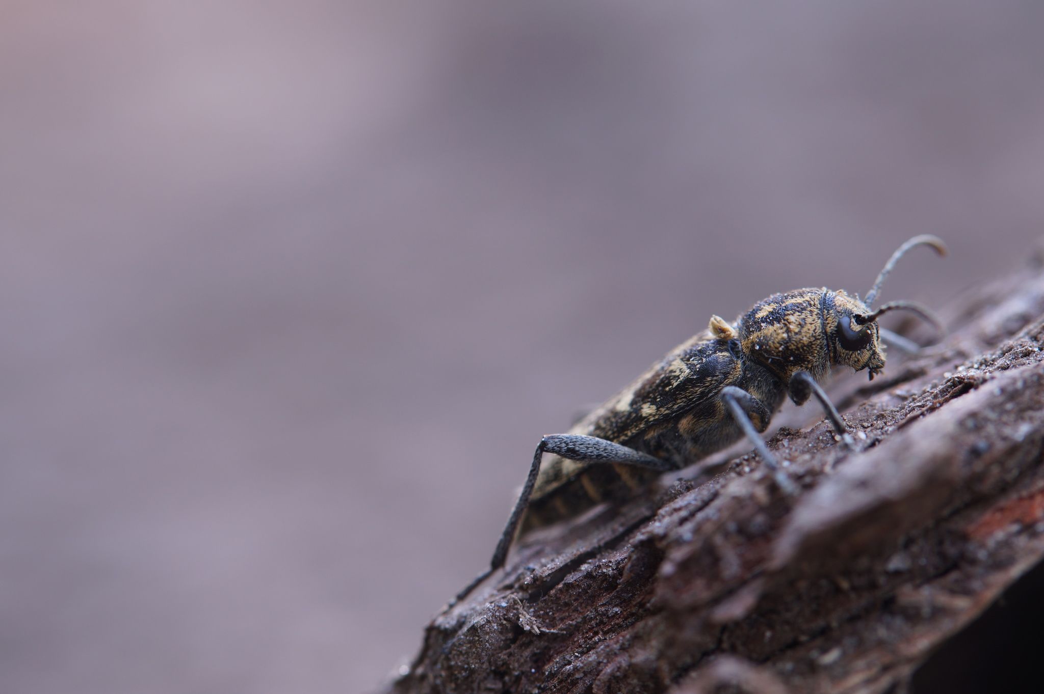 Rusticoclytus rusticus