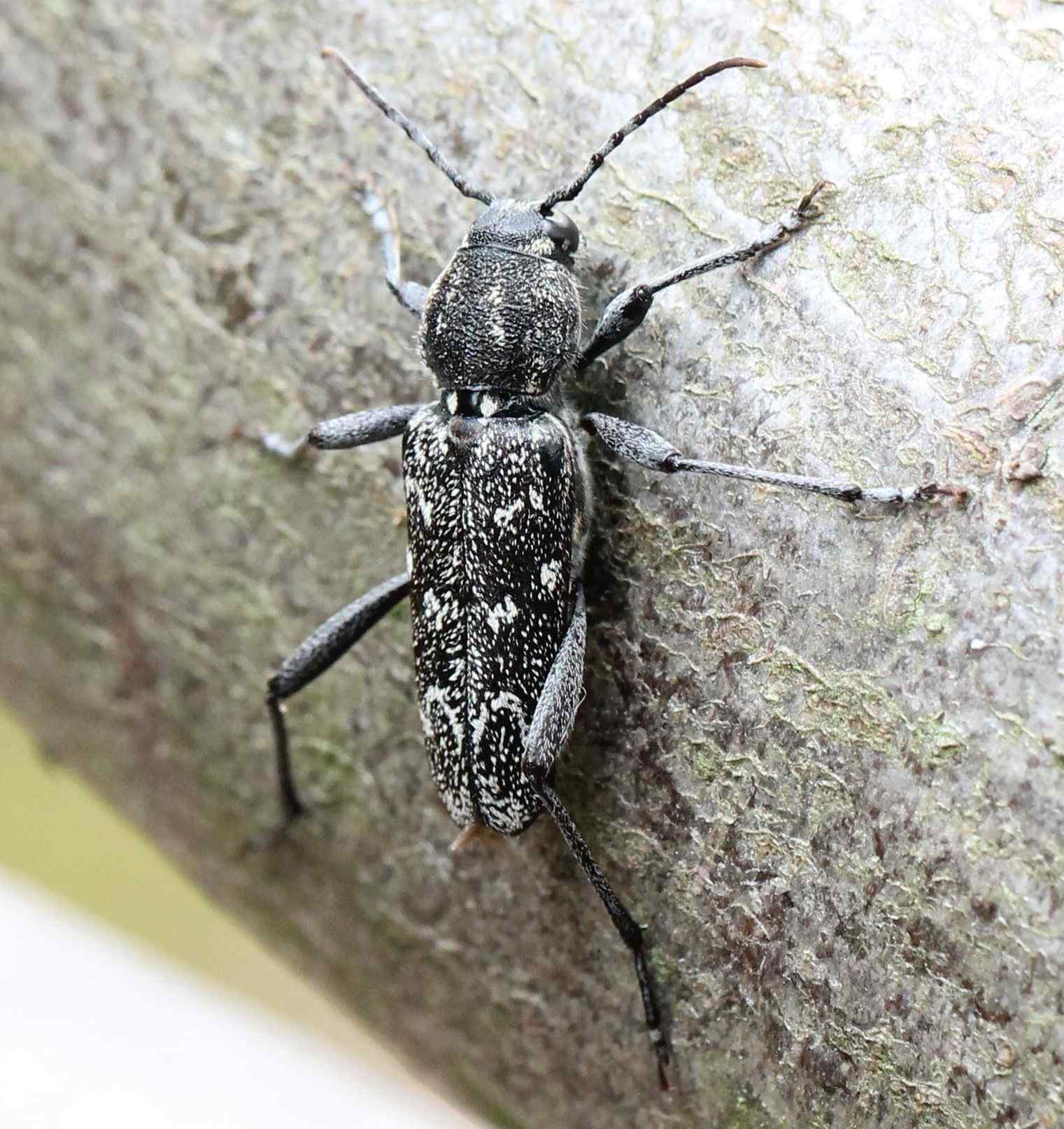Rusticoclytus rusticus