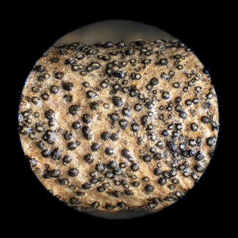 Coleophoma