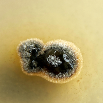 Coleophoma