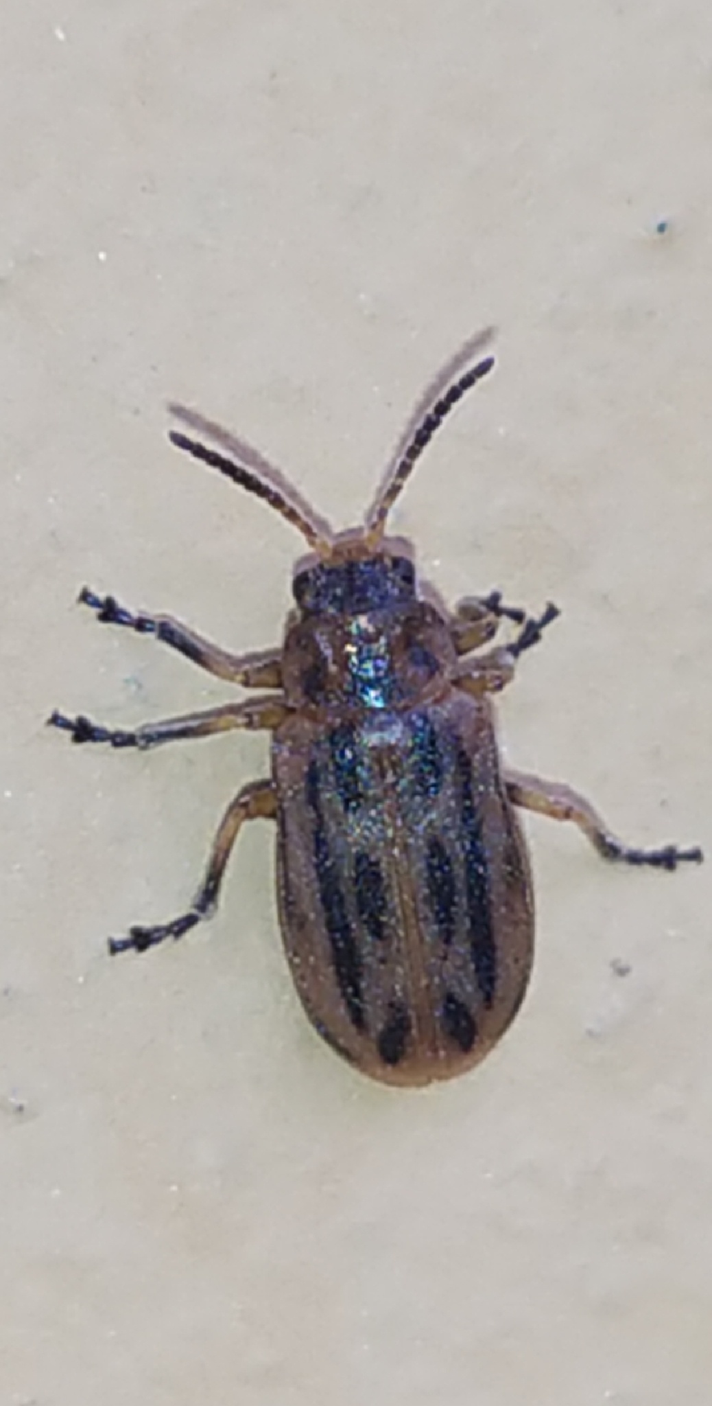 Erynephala