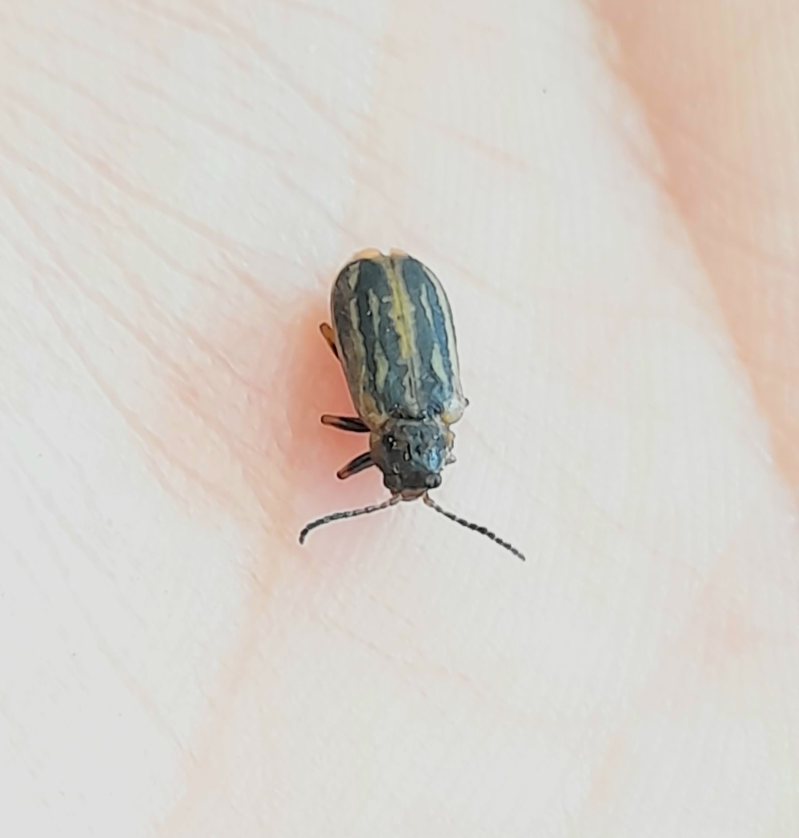 Erynephala