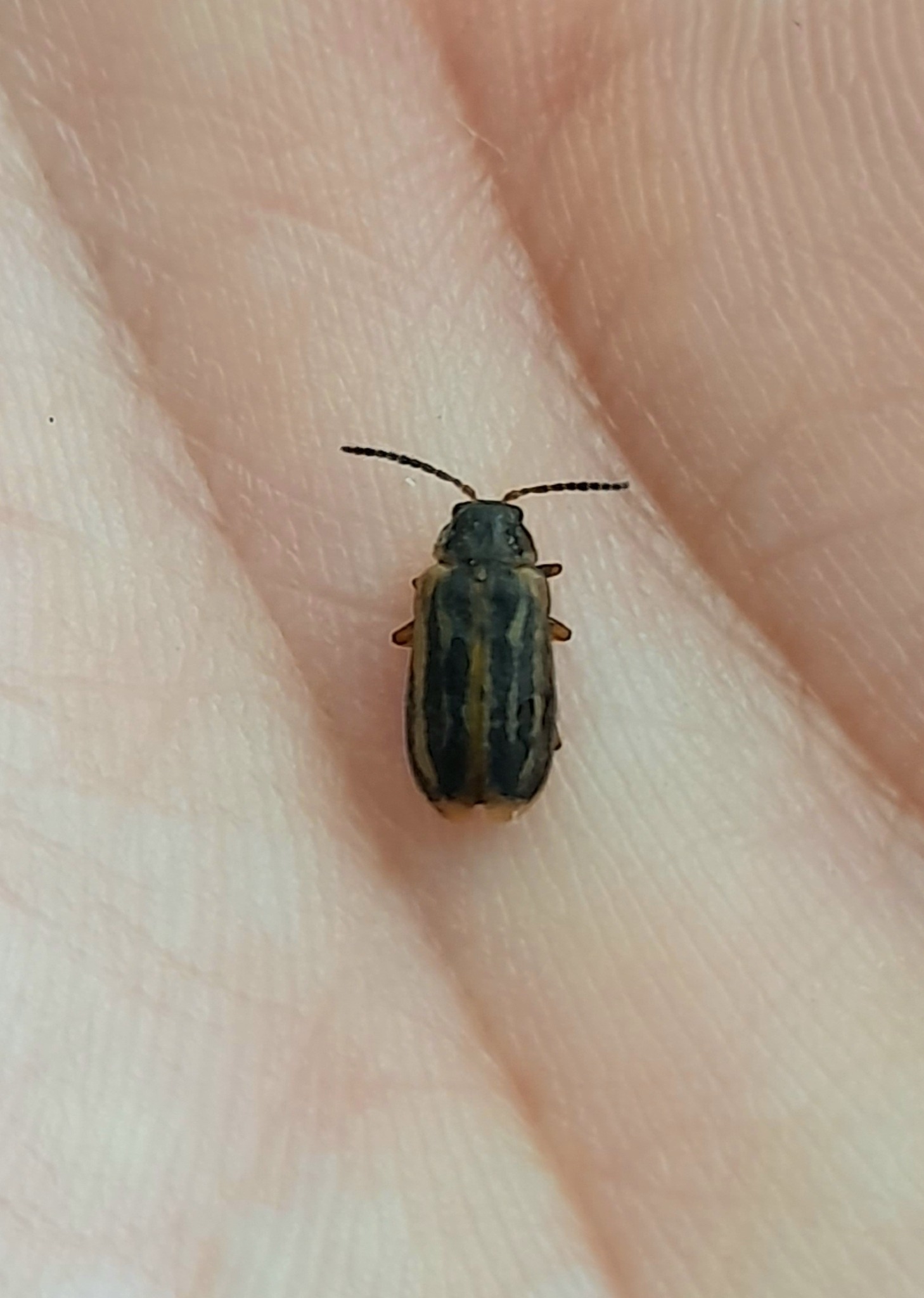 Erynephala