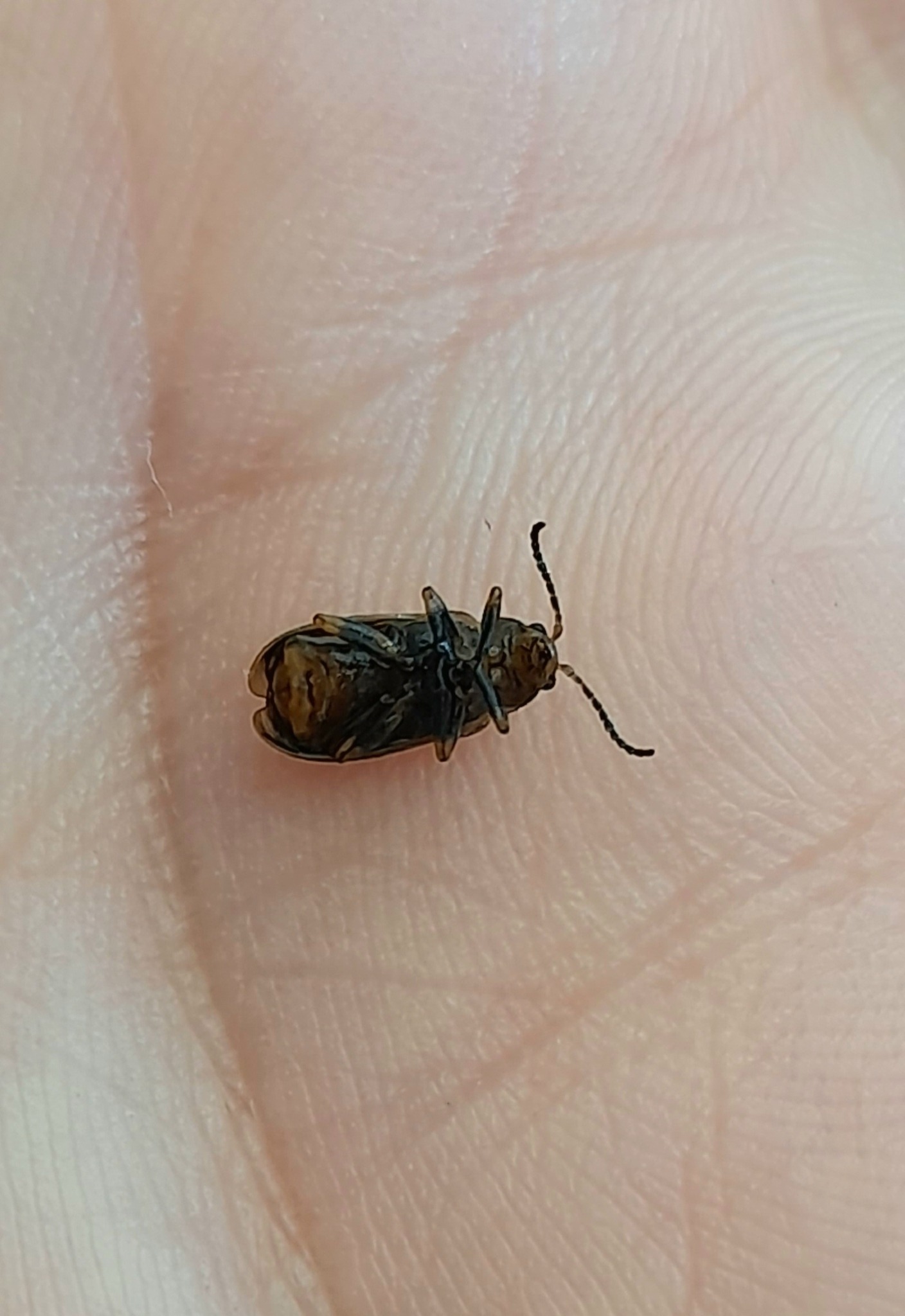 Erynephala