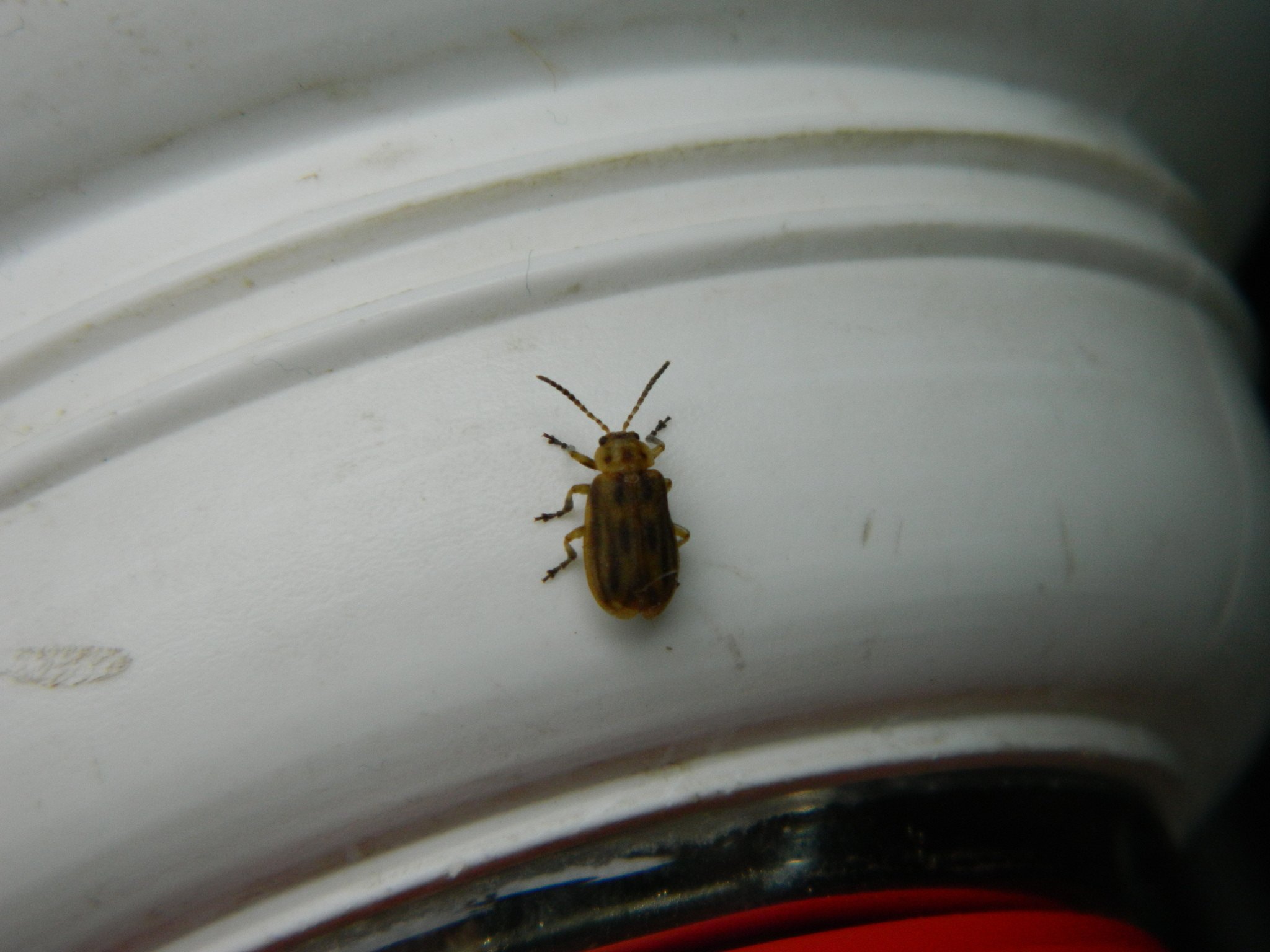 Erynephala