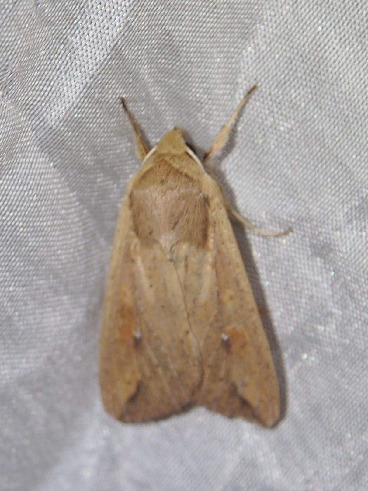 Mythimna sequax