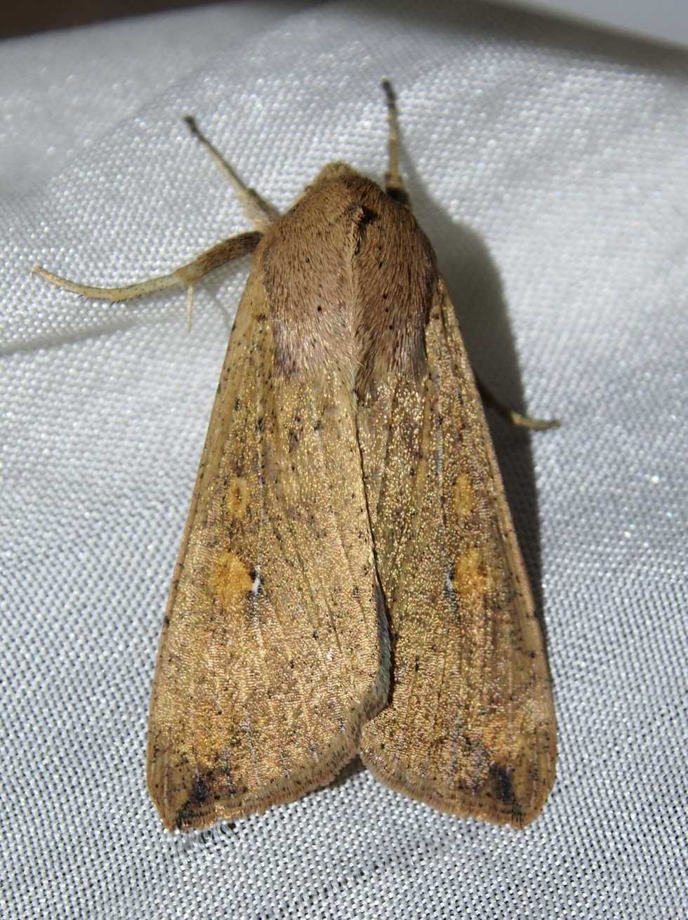 Mythimna sequax