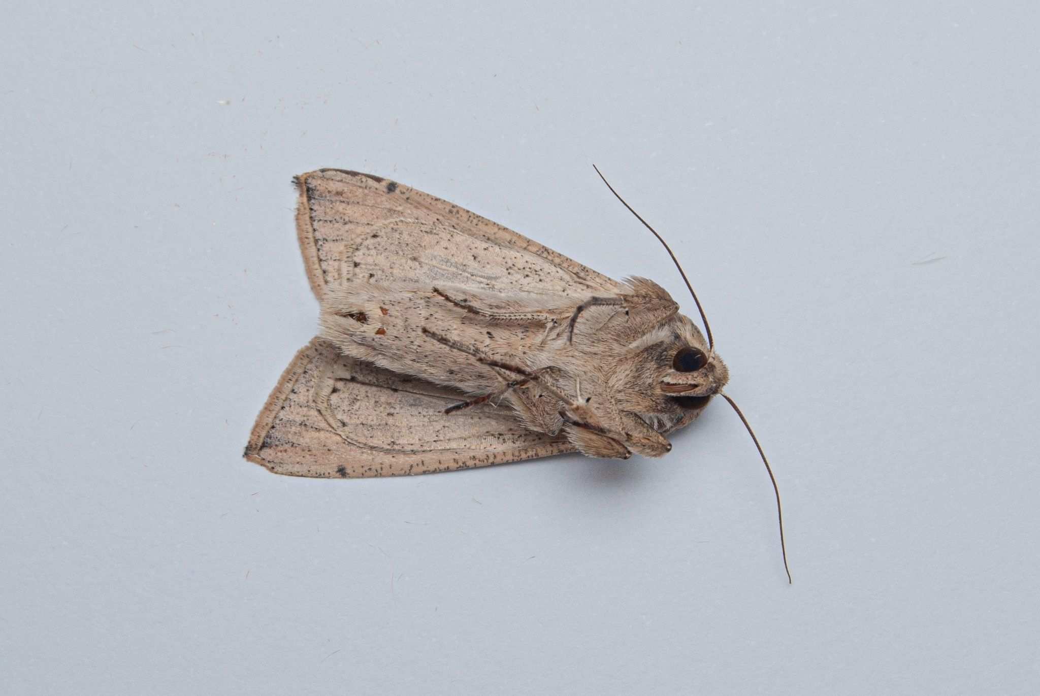 Mythimna sequax