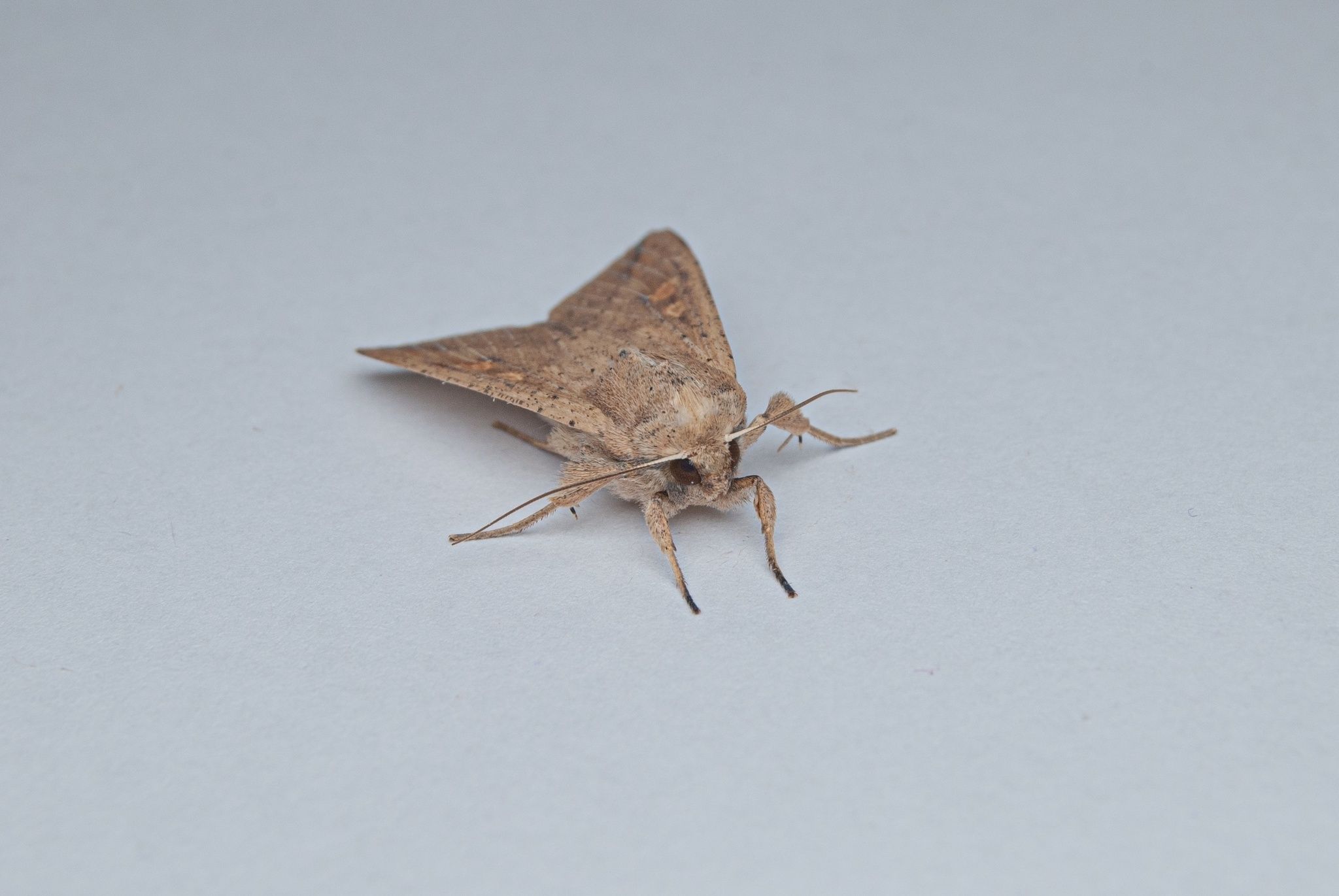 Mythimna sequax