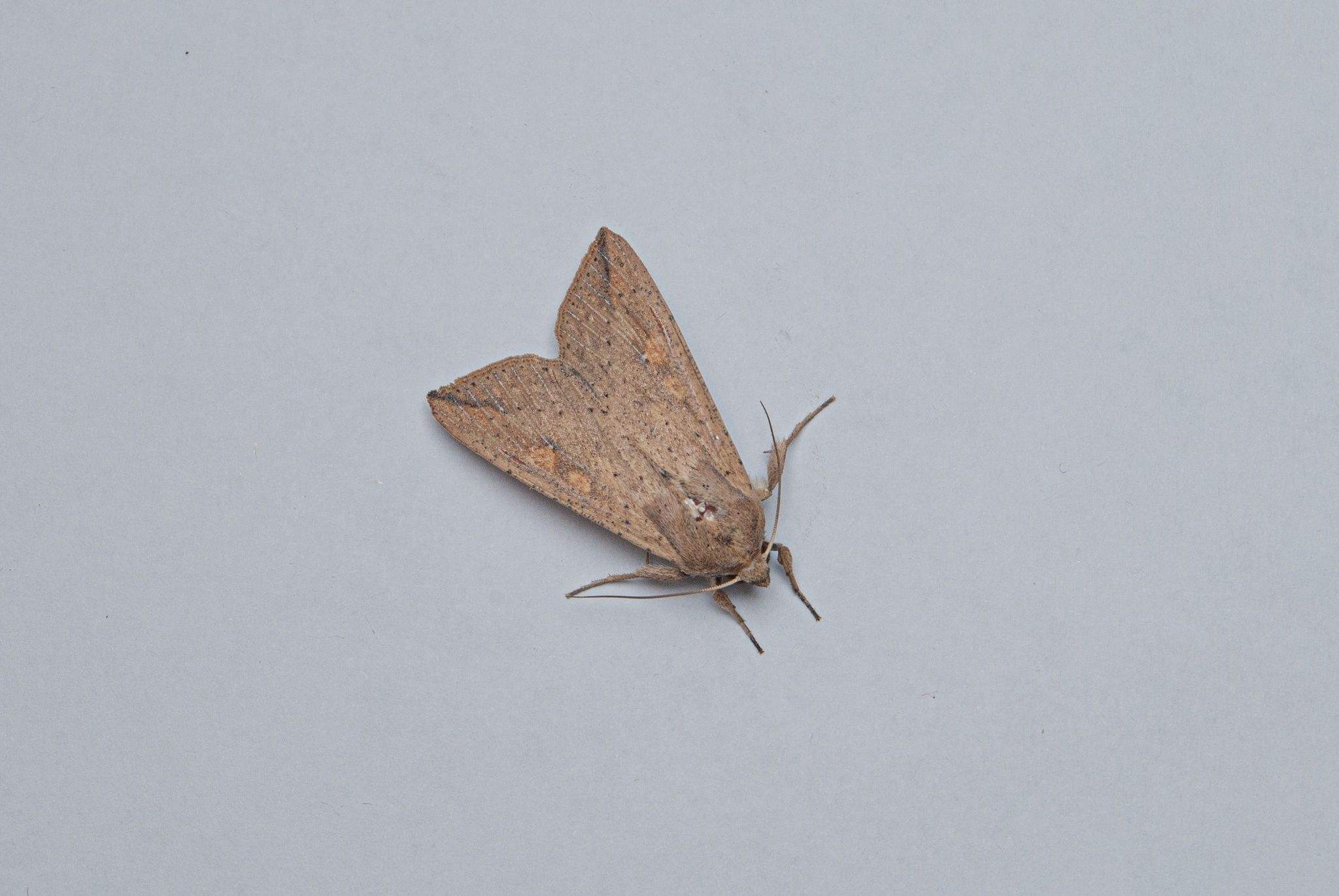 Mythimna sequax