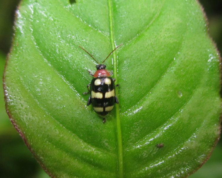 Phenrica