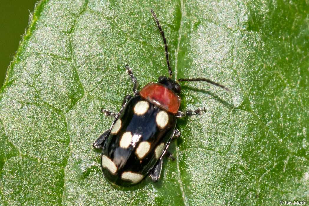 Phenrica