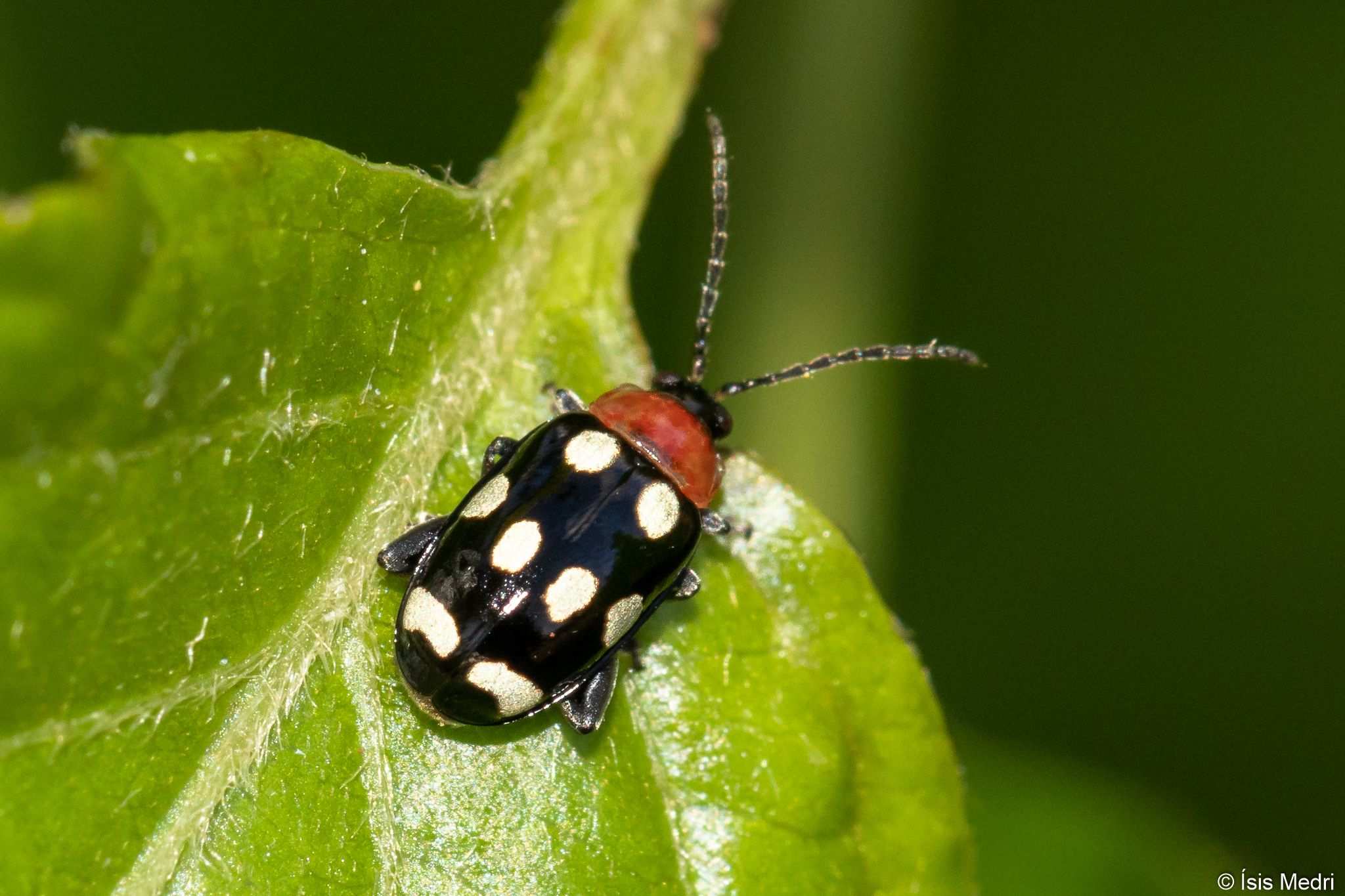 Phenrica