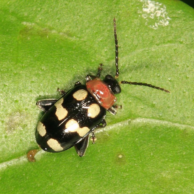 Phenrica