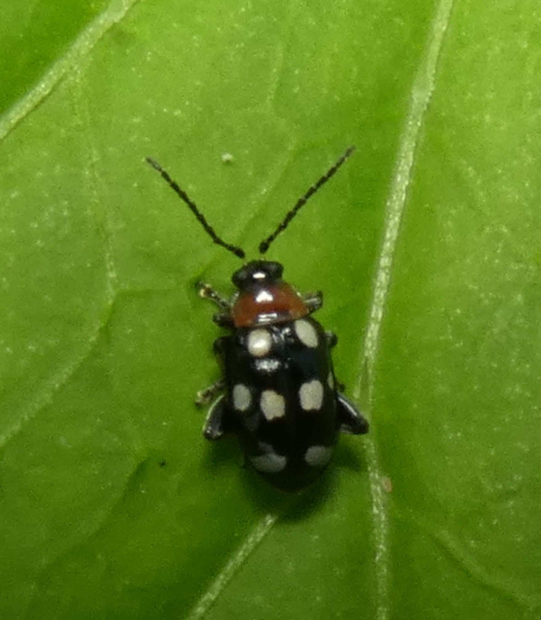 Phenrica