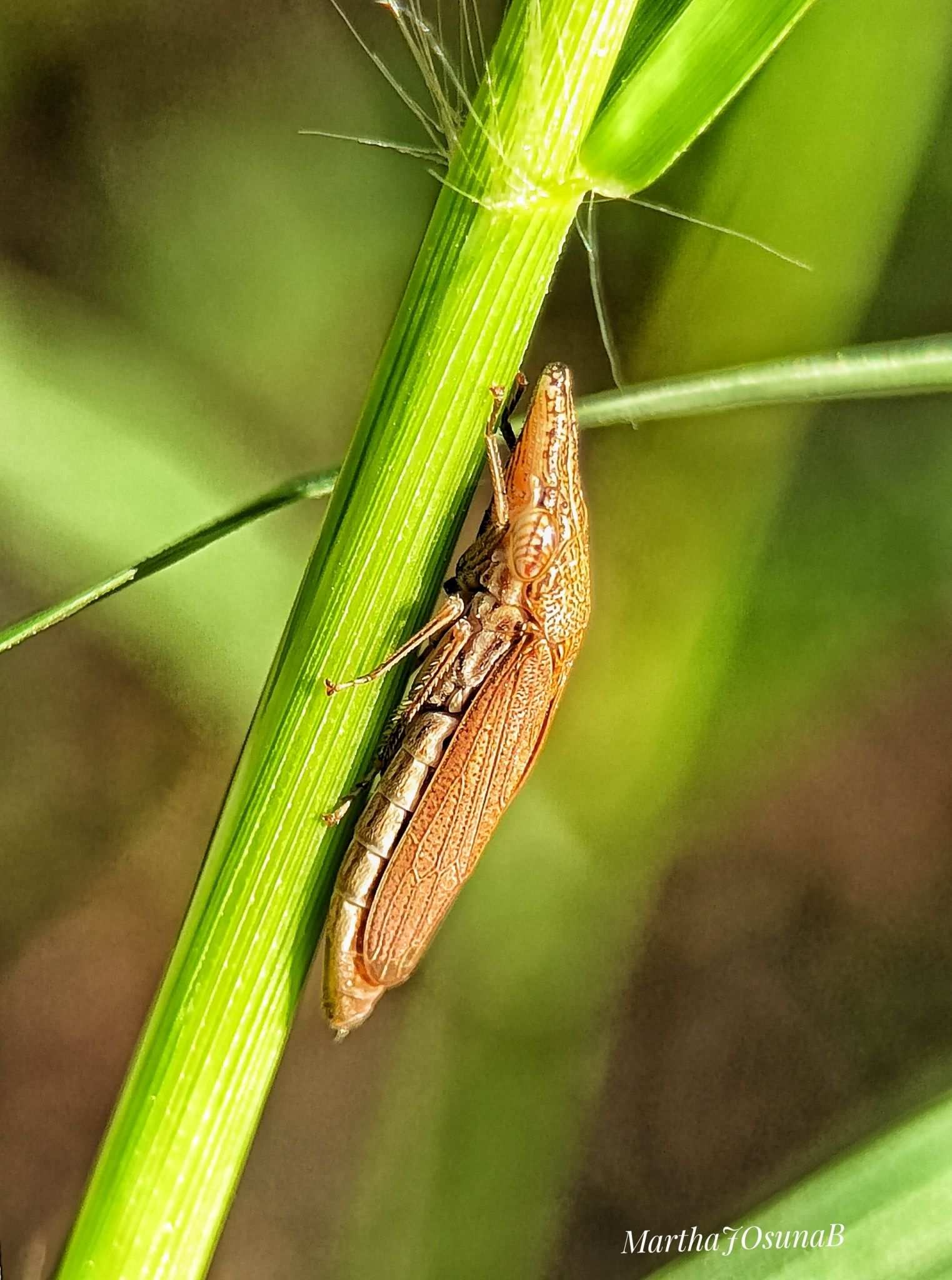 Phera lanei