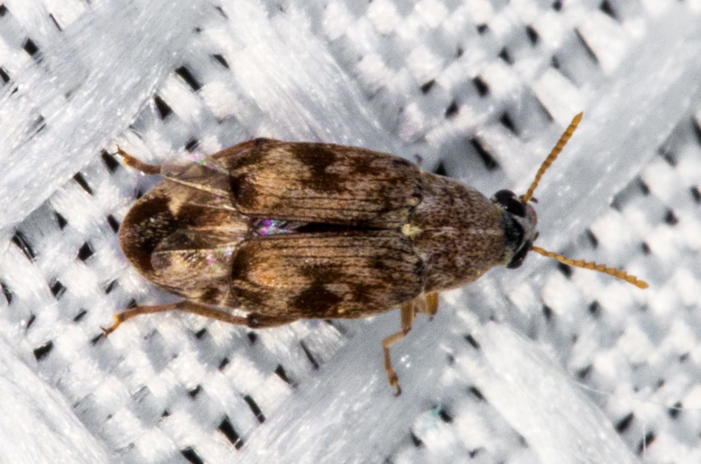Algarobius prosopis
