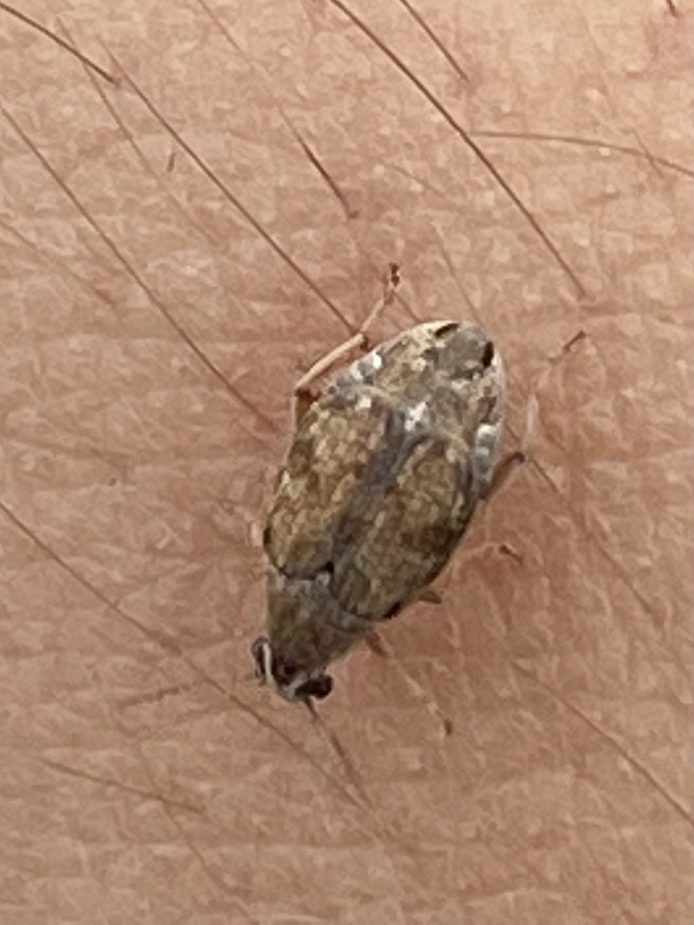Algarobius prosopis