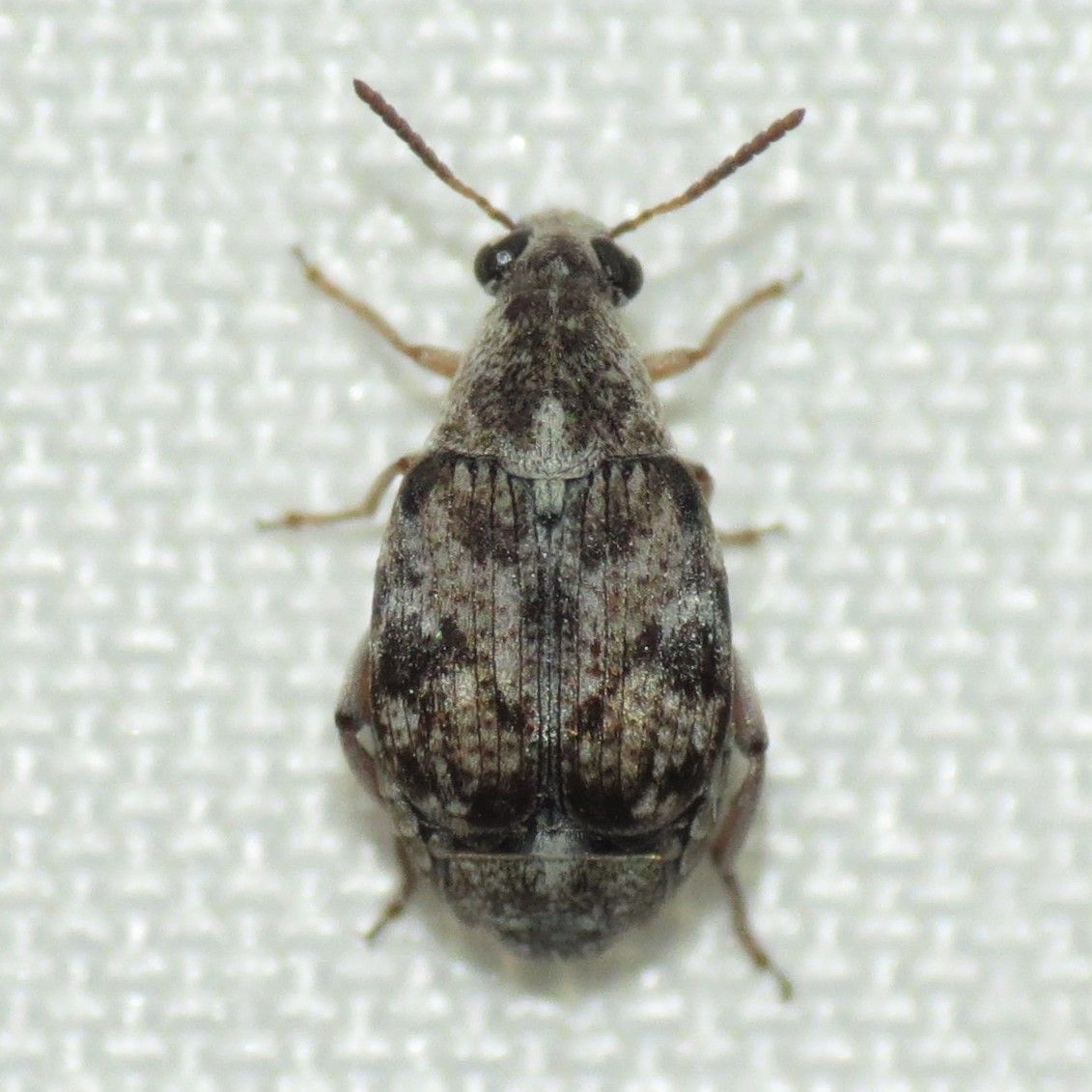 Algarobius prosopis