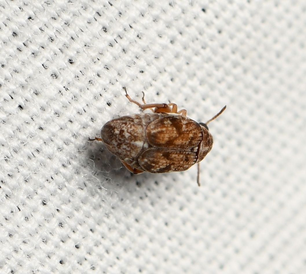 Algarobius prosopis