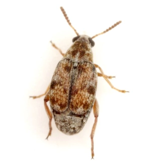 Algarobius prosopis