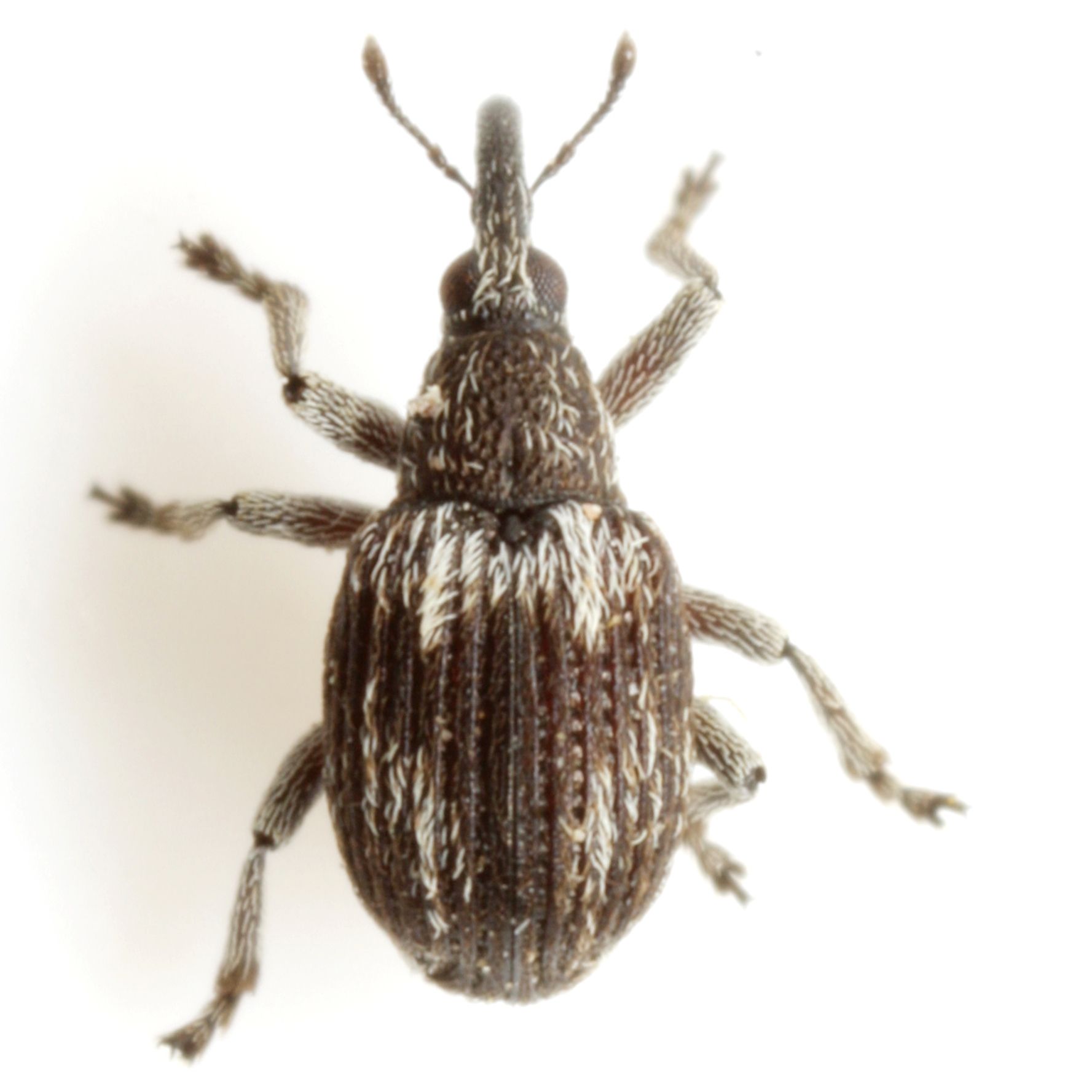 Coelocephalapion