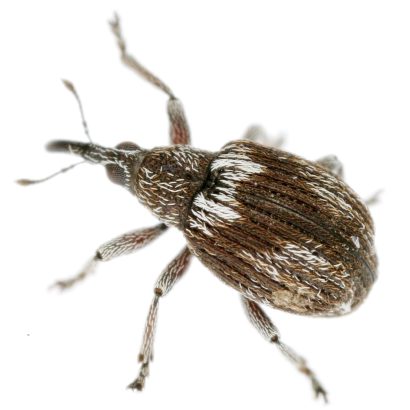Coelocephalapion