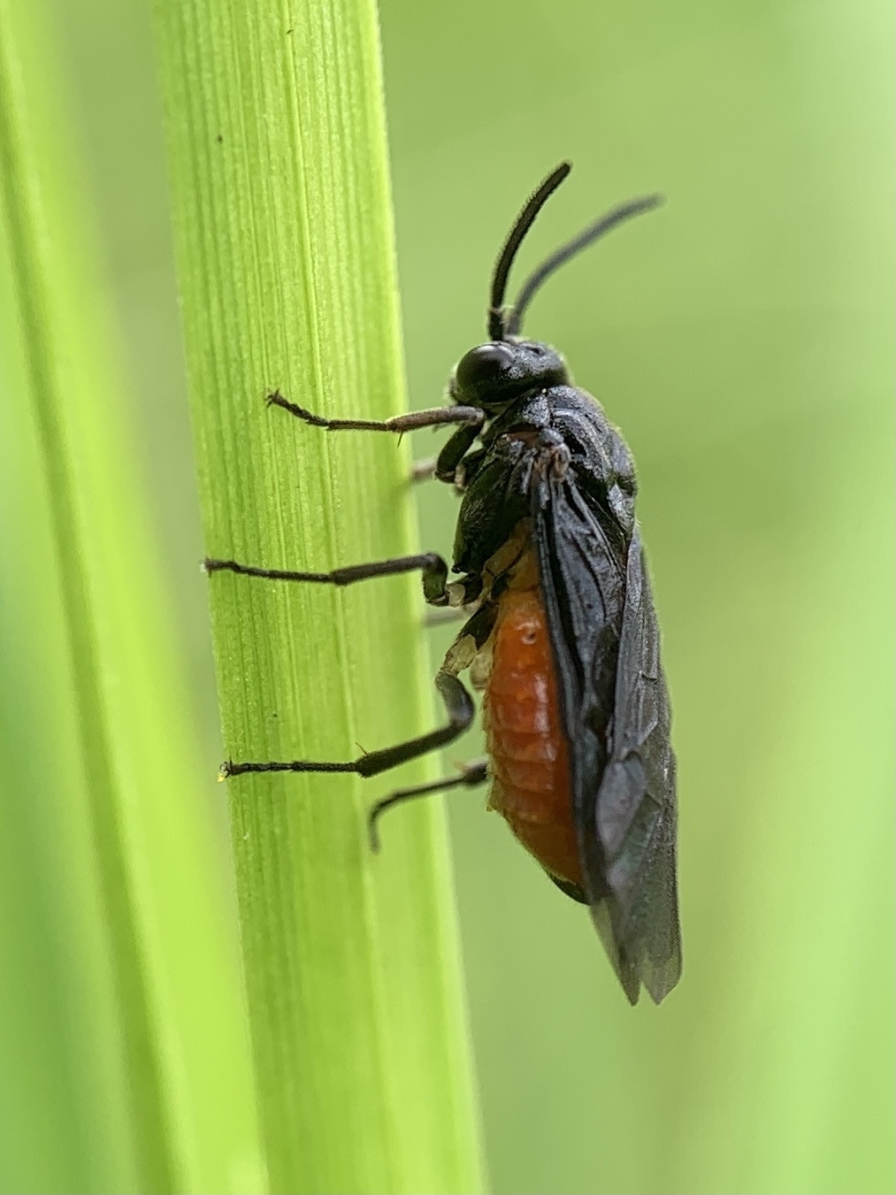 Sphacophilus
