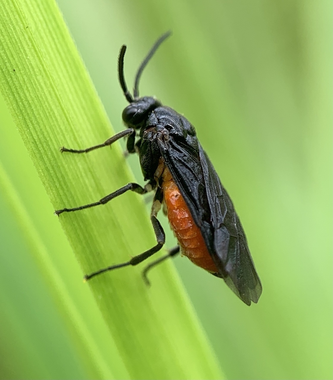 Sphacophilus
