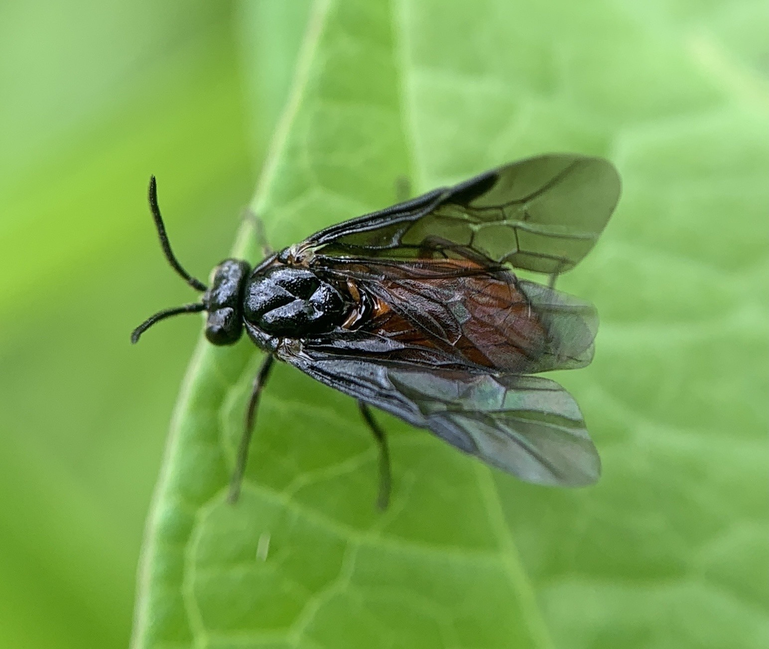Sphacophilus