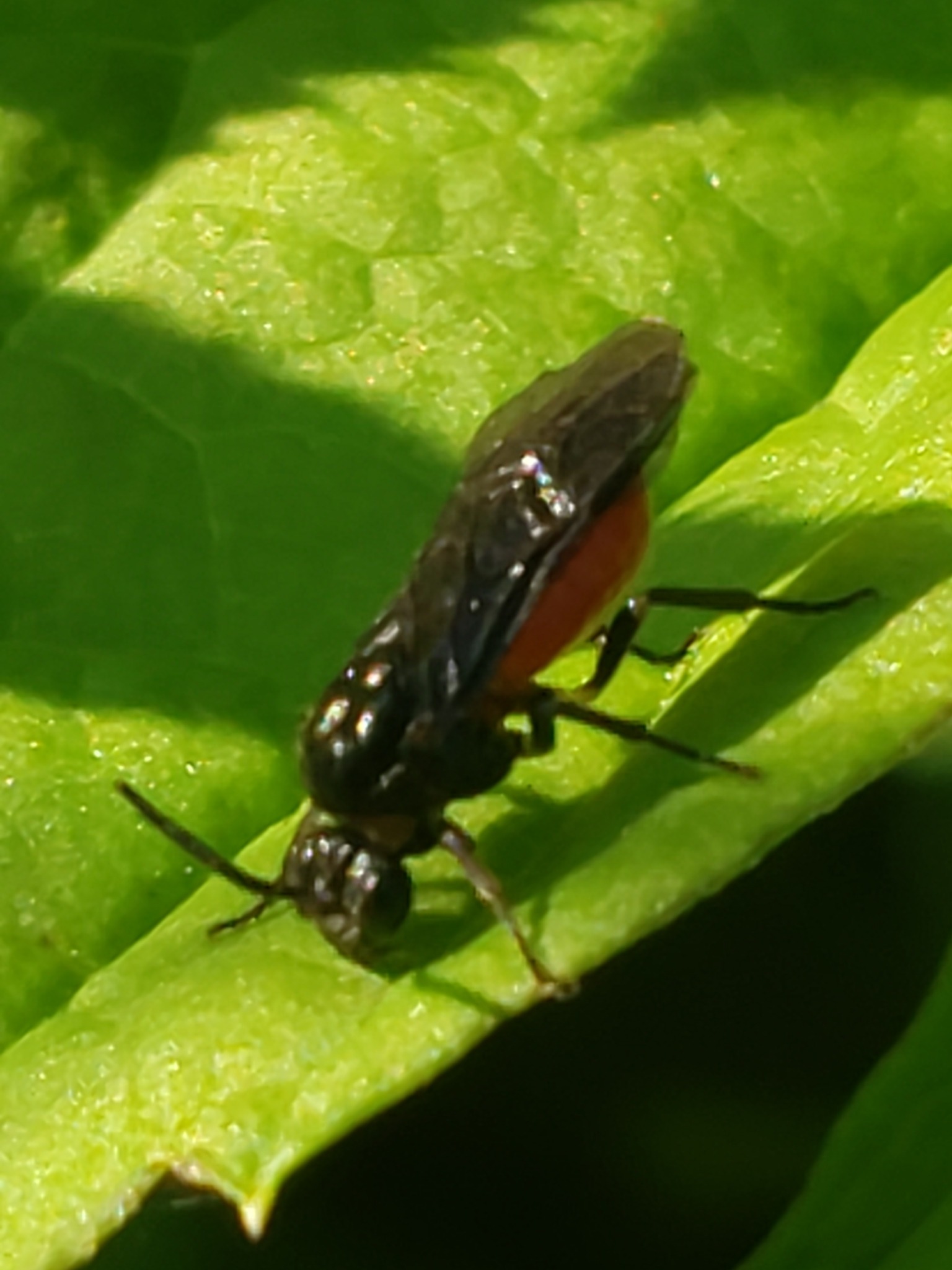 Sphacophilus