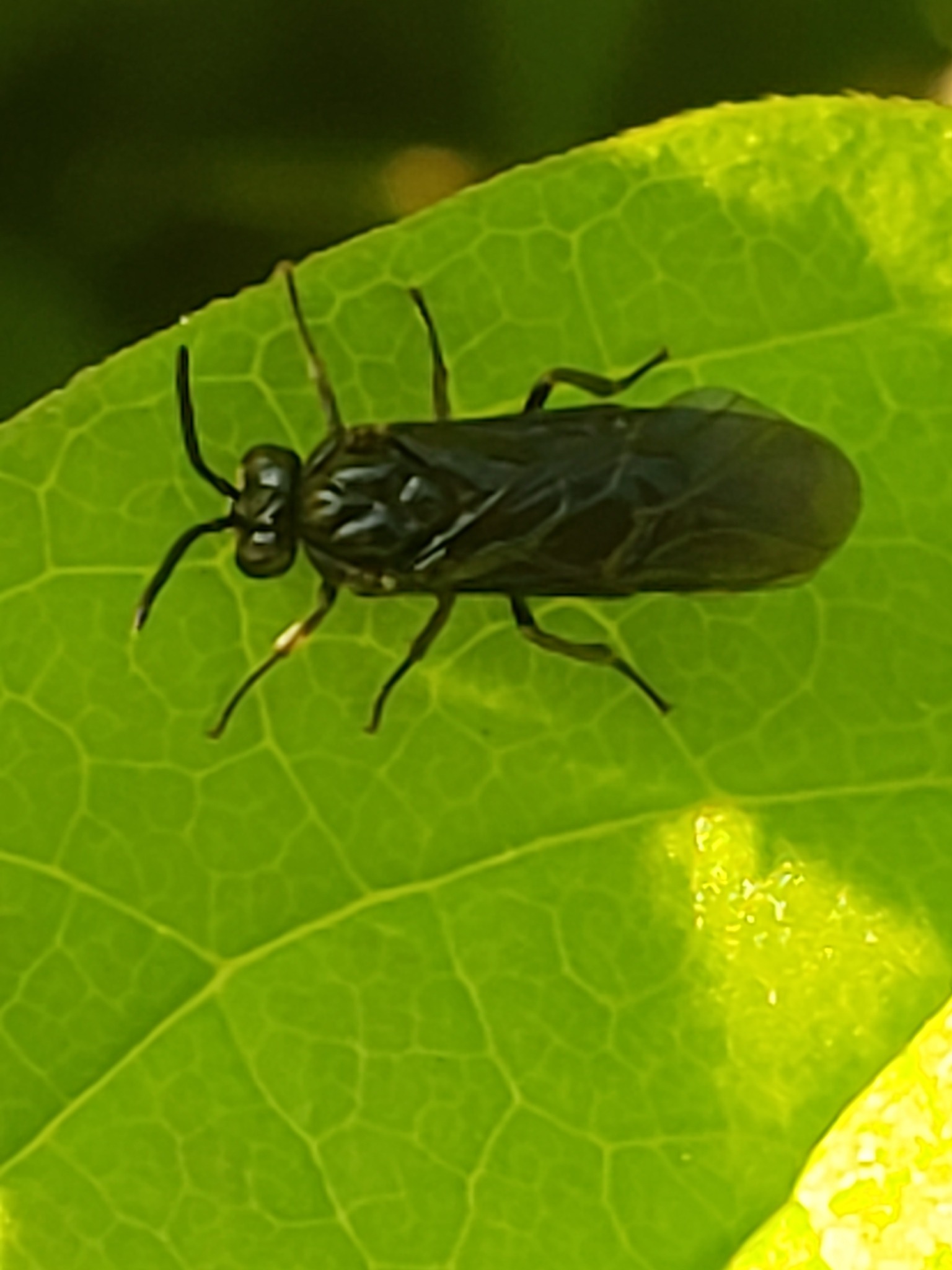 Sphacophilus