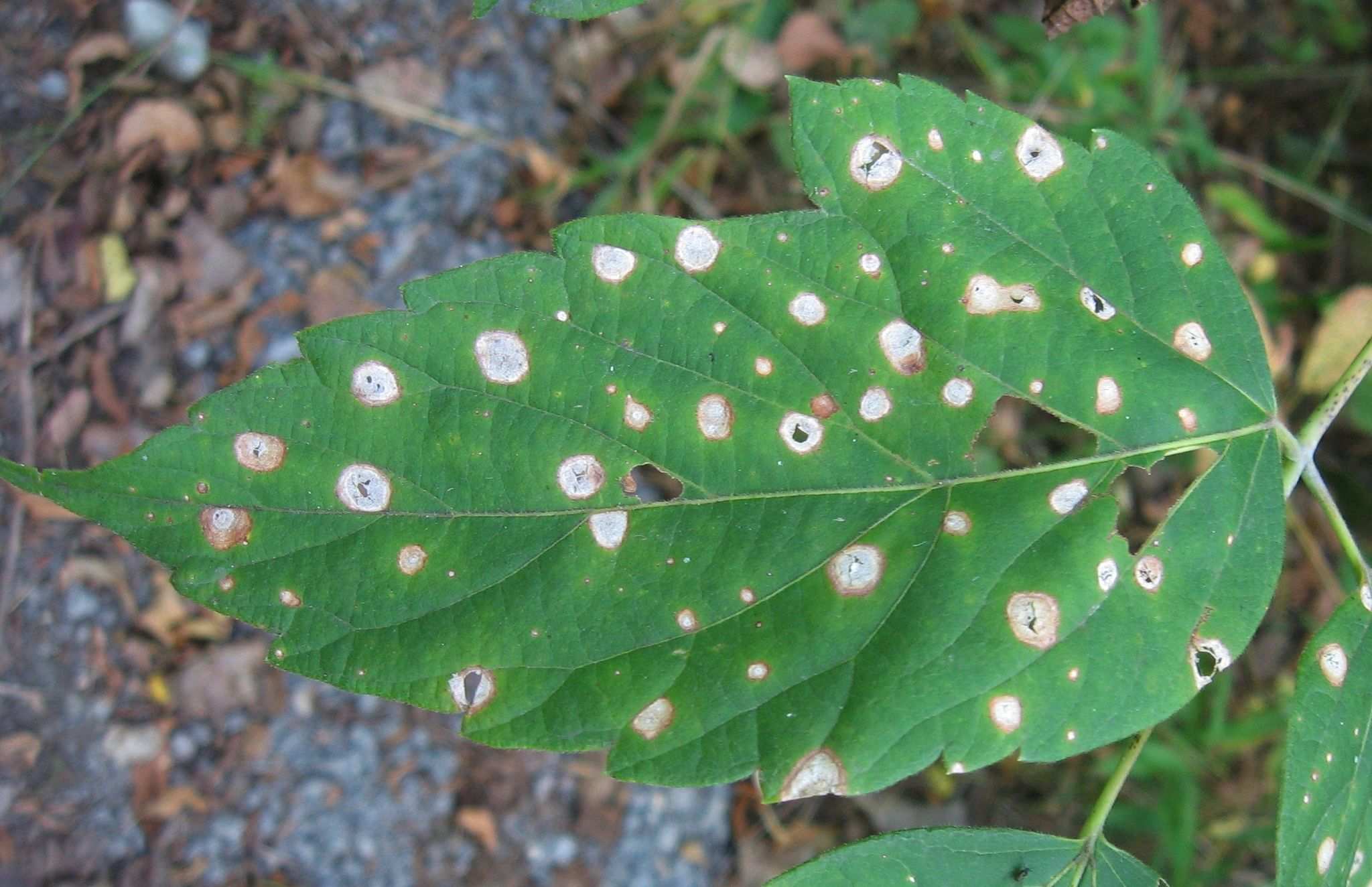 Grovesinia pyramidalis