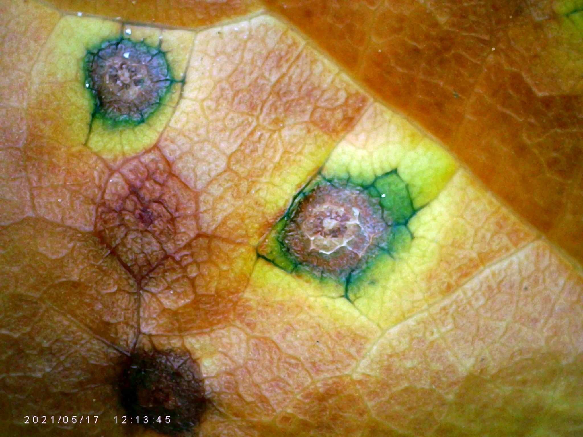 Grovesinia pyramidalis