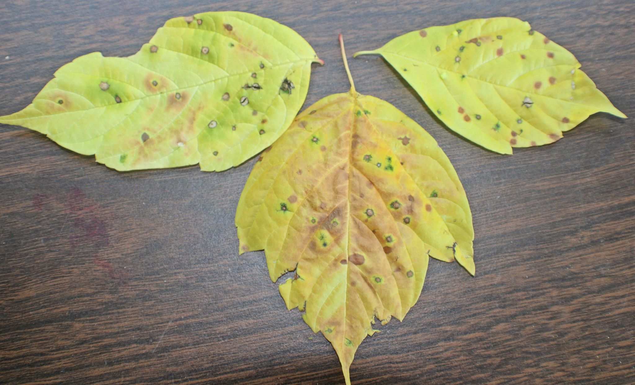 Grovesinia pyramidalis