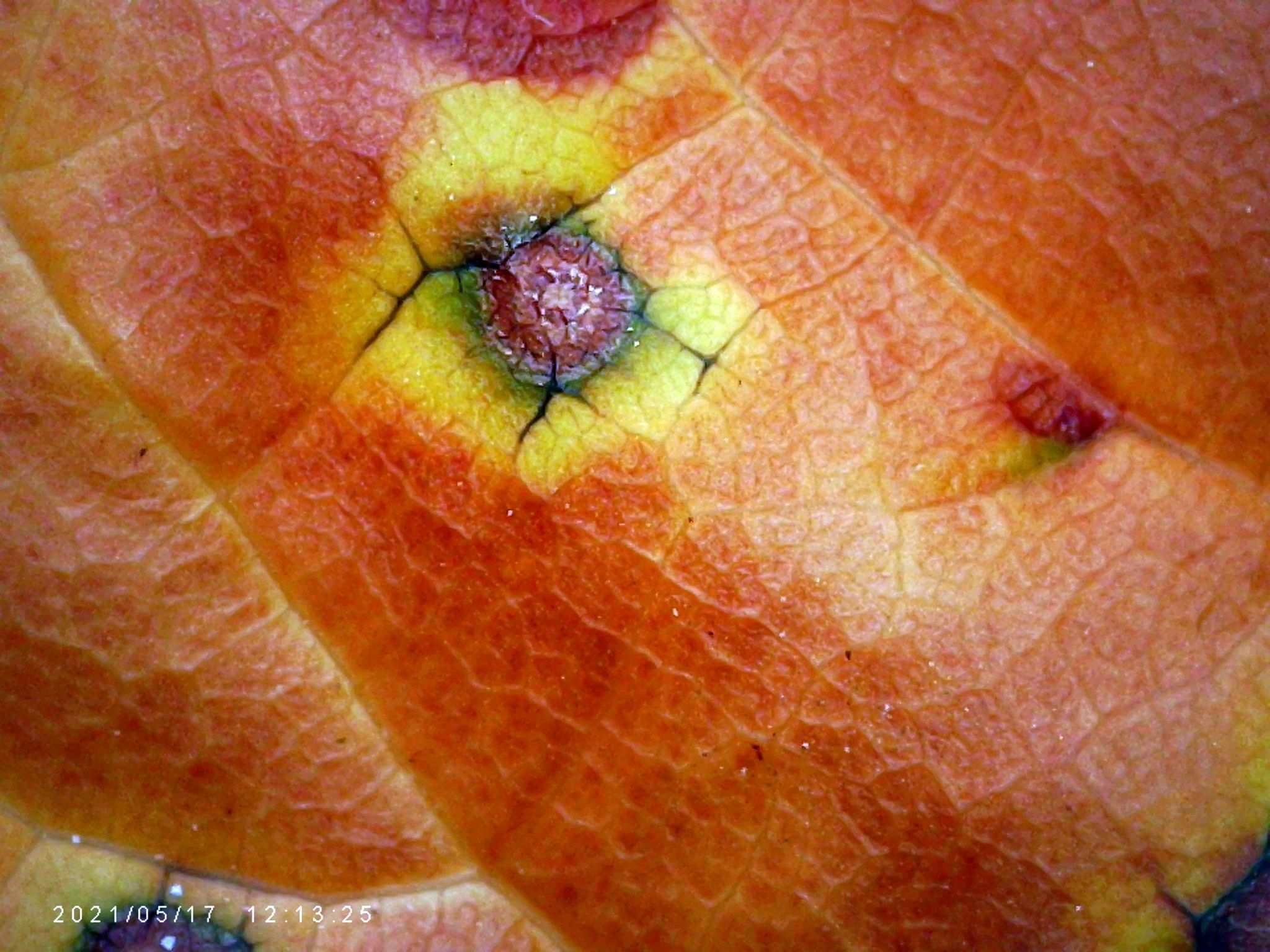 Grovesinia pyramidalis