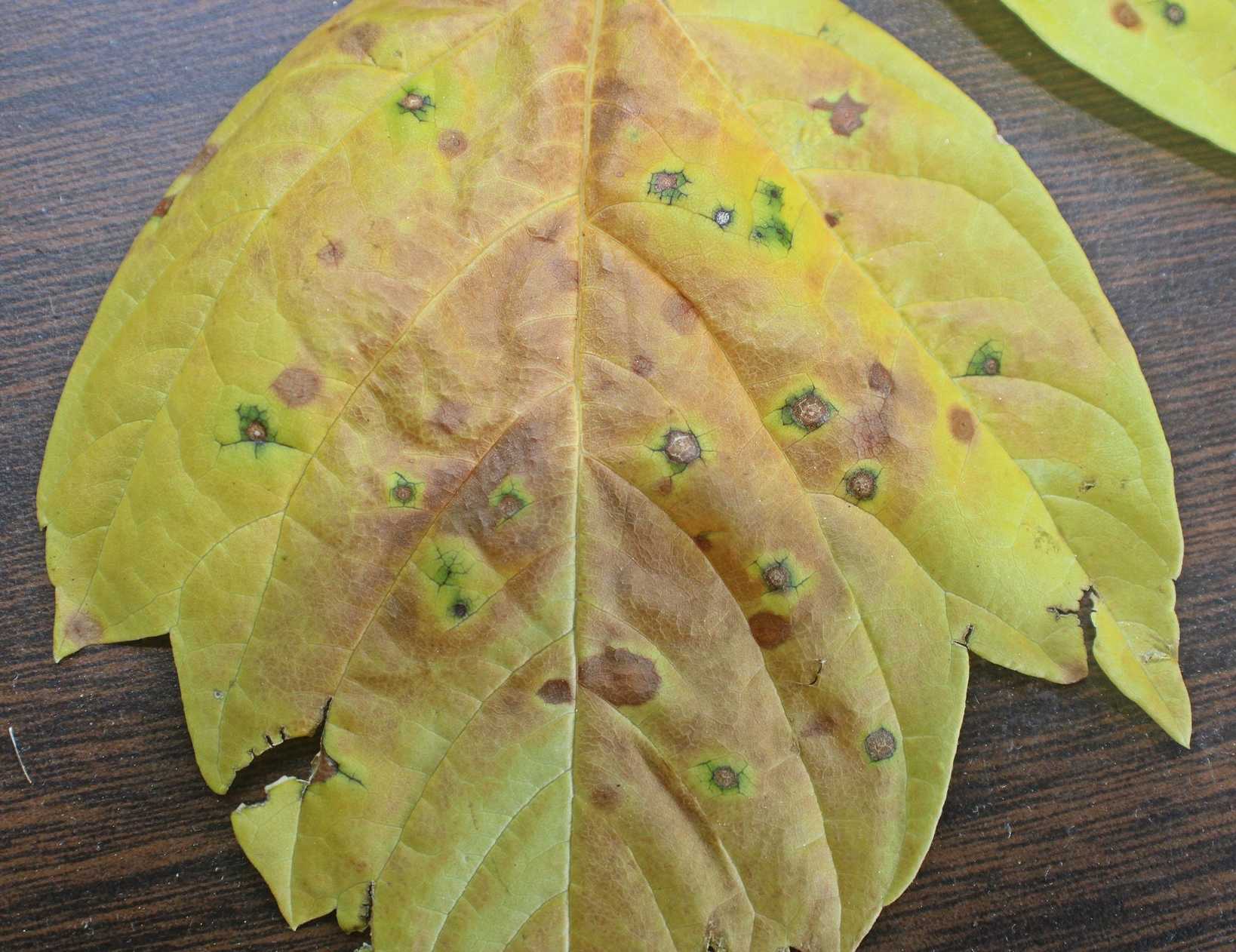 Grovesinia pyramidalis