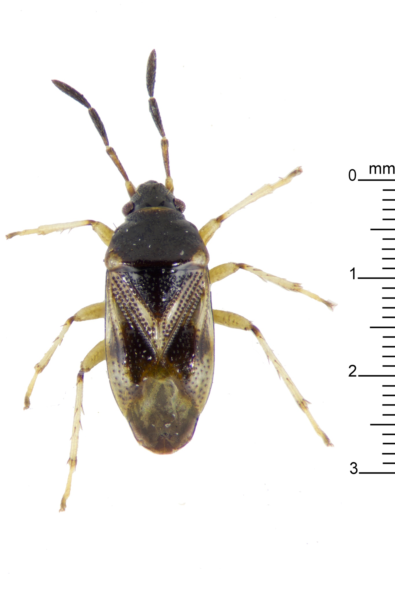 Diniella